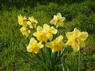 jonquilles