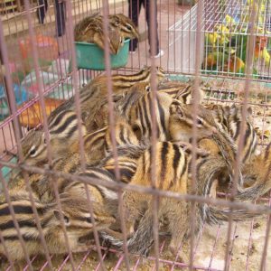 Covid-19 & animaux: les actions de la LFDA Chinese wildlife market 300x300