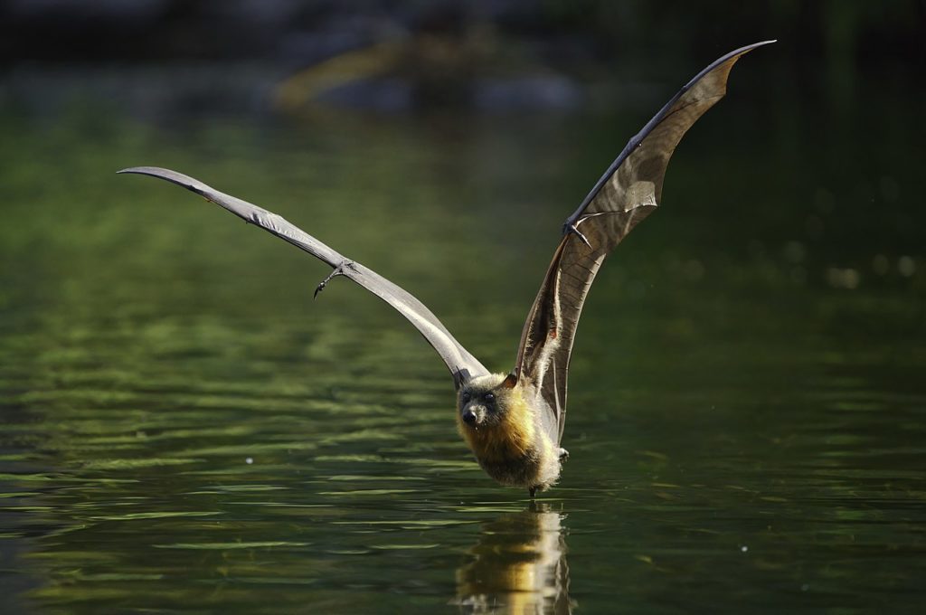 Grey headed flying fox