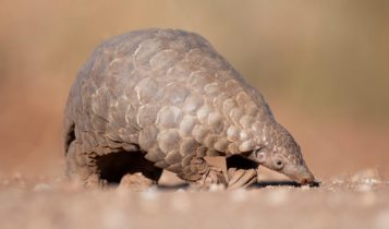 Pangolin 357x210
