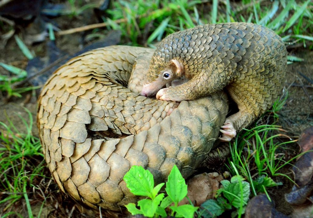 Philippine Pangolin Curled up by Gregg Yan