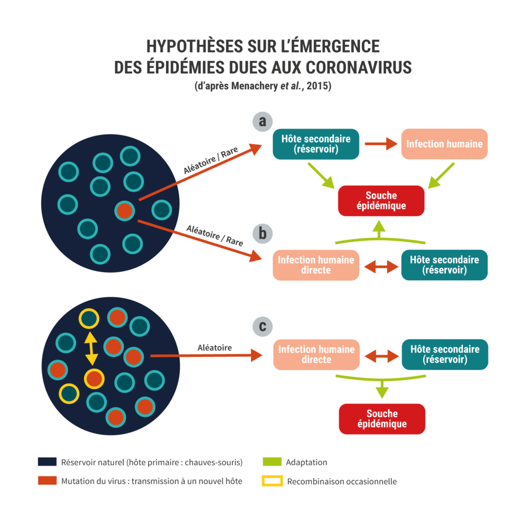 Scheemas Coronavirus 2