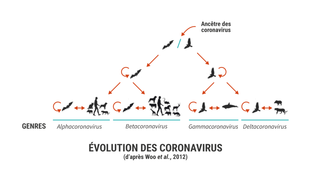 Schemas Coronavirus