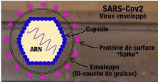 c19vaccins